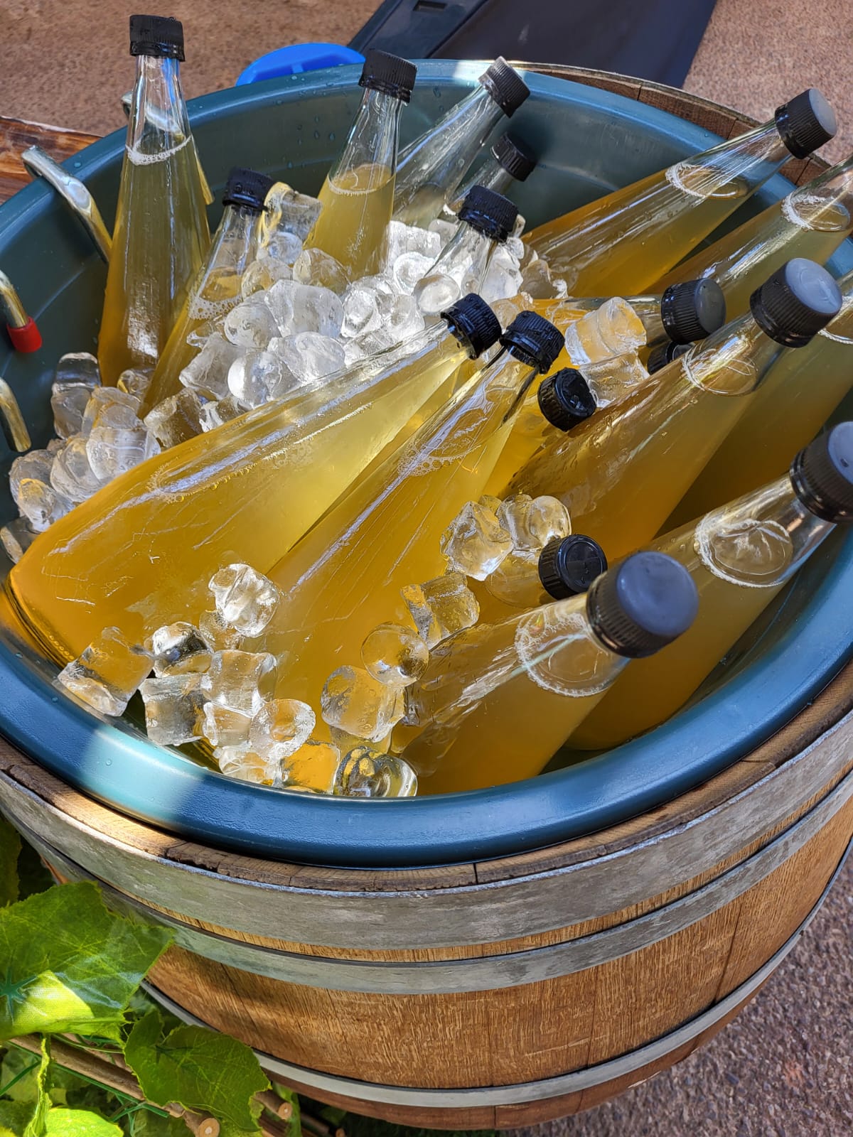 Crunchology kombucha bottles chilled on ice inside an oak barrel